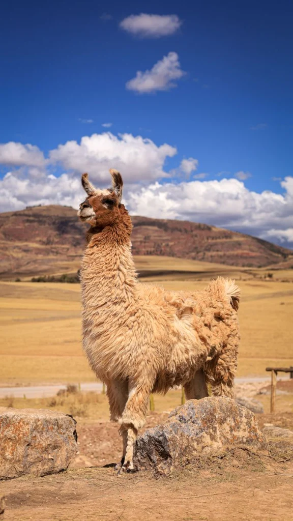A beautiful llama stands proudly in the Cusco region, surrounded by stunning desert landscapes.
